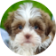 Havashu Puppy For Sale - Florida Fur Babies