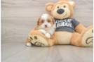 Smart Havashu Designer Pup
