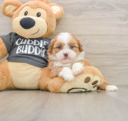6 week old Havashu Puppy For Sale - Florida Fur Babies