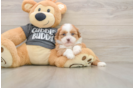 Energetic Havanese Shih Tzu Mix Designer Puppy