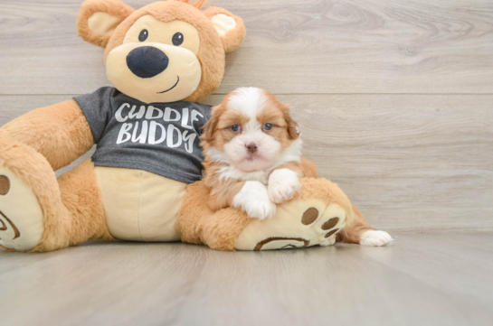 Energetic Havanese Shih Tzu Mix Designer Puppy