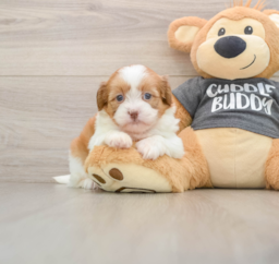 6 week old Havashu Puppy For Sale - Florida Fur Babies