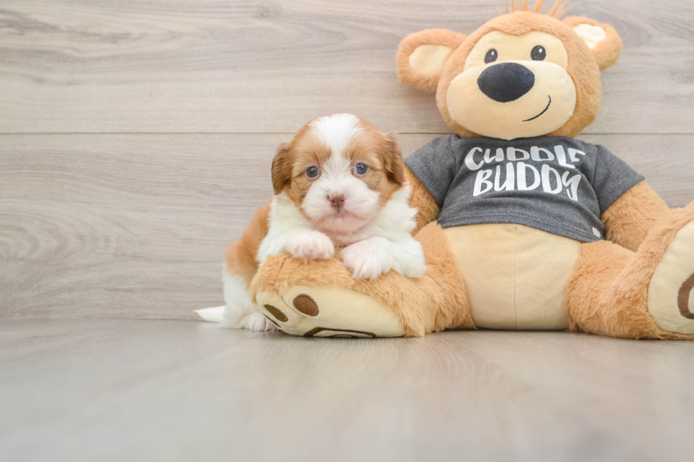 Best Havashu Baby