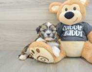 5 week old Havashu Puppy For Sale - Florida Fur Babies