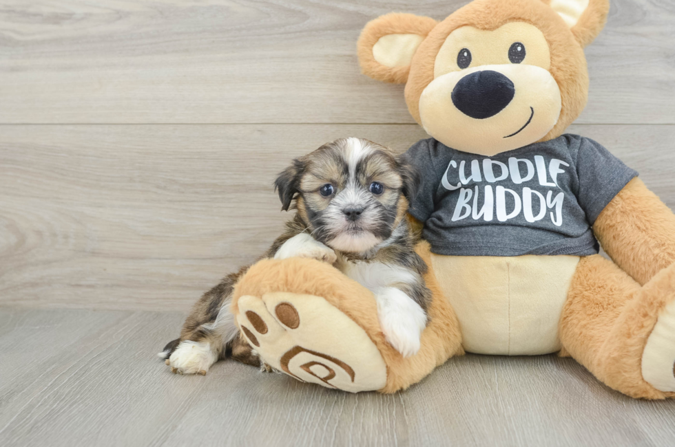6 week old Havashu Puppy For Sale - Florida Fur Babies
