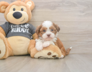 5 week old Havashu Puppy For Sale - Florida Fur Babies