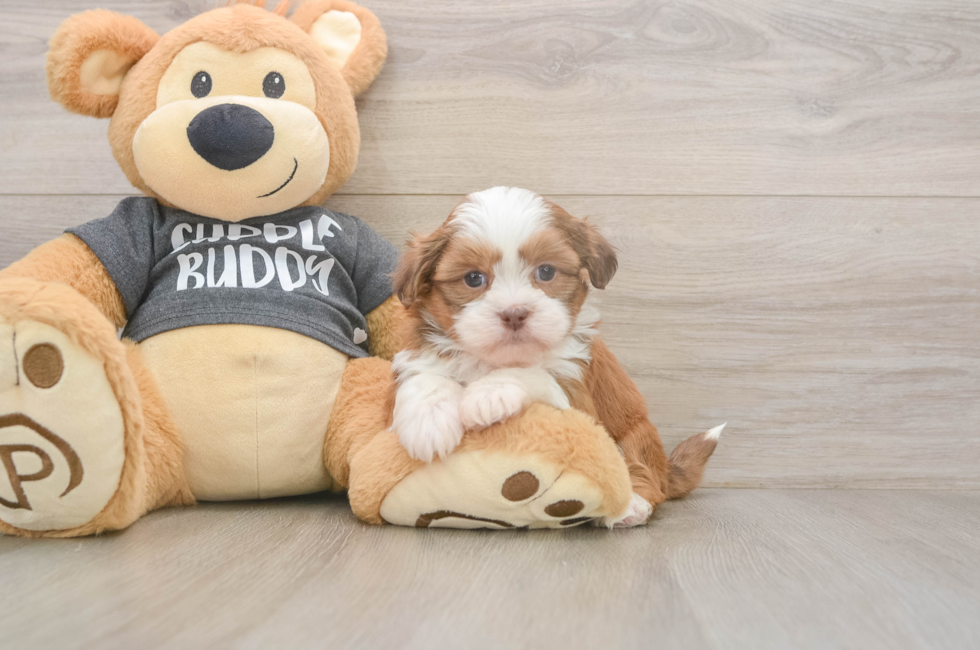 5 week old Havashu Puppy For Sale - Florida Fur Babies