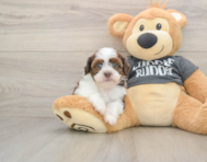 5 week old Havashu Puppy For Sale - Florida Fur Babies