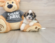 5 week old Havashu Puppy For Sale - Florida Fur Babies