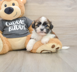 5 week old Havashu Puppy For Sale - Florida Fur Babies