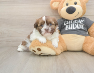 5 week old Havashu Puppy For Sale - Florida Fur Babies
