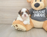 5 week old Havashu Puppy For Sale - Florida Fur Babies
