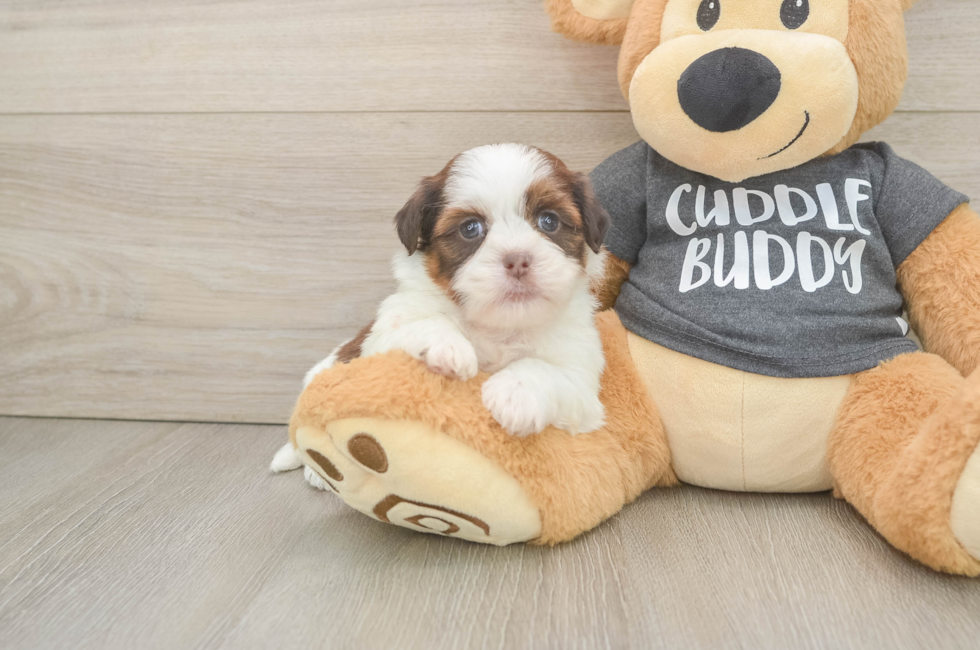 5 week old Havashu Puppy For Sale - Florida Fur Babies