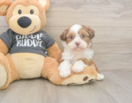 5 week old Havashu Puppy For Sale - Florida Fur Babies