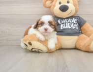 5 week old Havashu Puppy For Sale - Florida Fur Babies