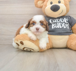 5 week old Havashu Puppy For Sale - Florida Fur Babies
