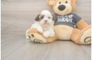 Adorable Havanese Shih Tzu Mix Designer Puppy