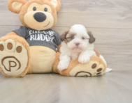 5 week old Havashu Puppy For Sale - Florida Fur Babies