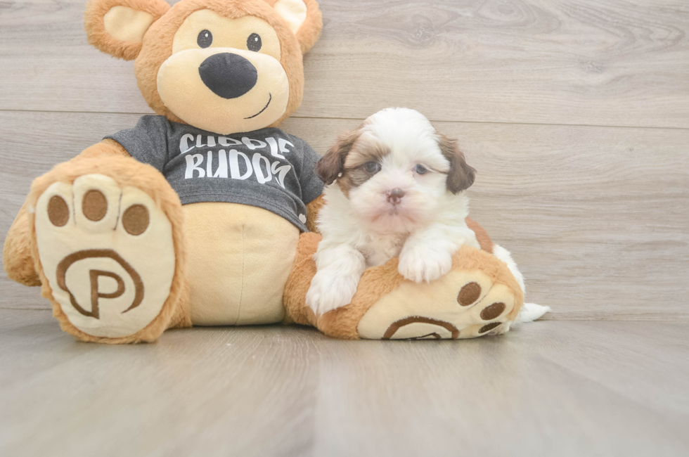 5 week old Havashu Puppy For Sale - Florida Fur Babies