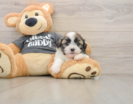 5 week old Havashu Puppy For Sale - Florida Fur Babies