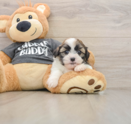 5 week old Havashu Puppy For Sale - Florida Fur Babies