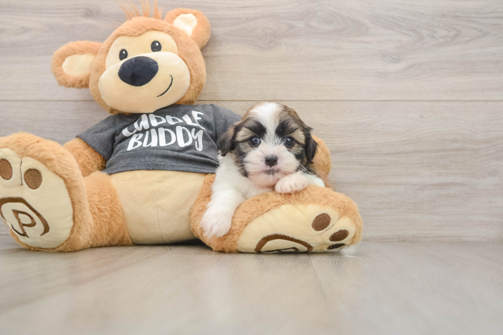 Energetic Havanese Shih Tzu Mix Designer Puppy
