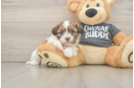 Havashu Pup Being Cute