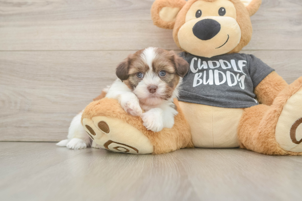 Havashu Pup Being Cute