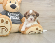 5 week old Havashu Puppy For Sale - Florida Fur Babies