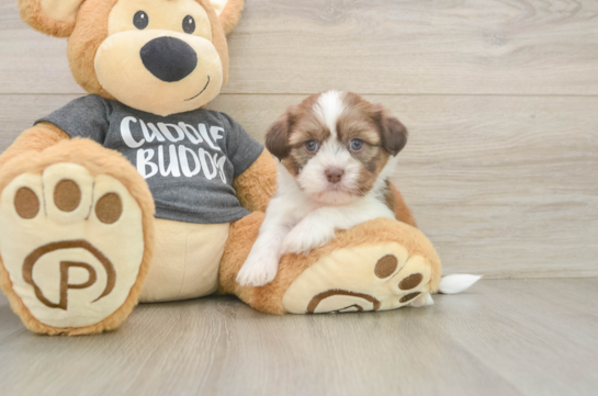 Popular Havashu Designer Pup