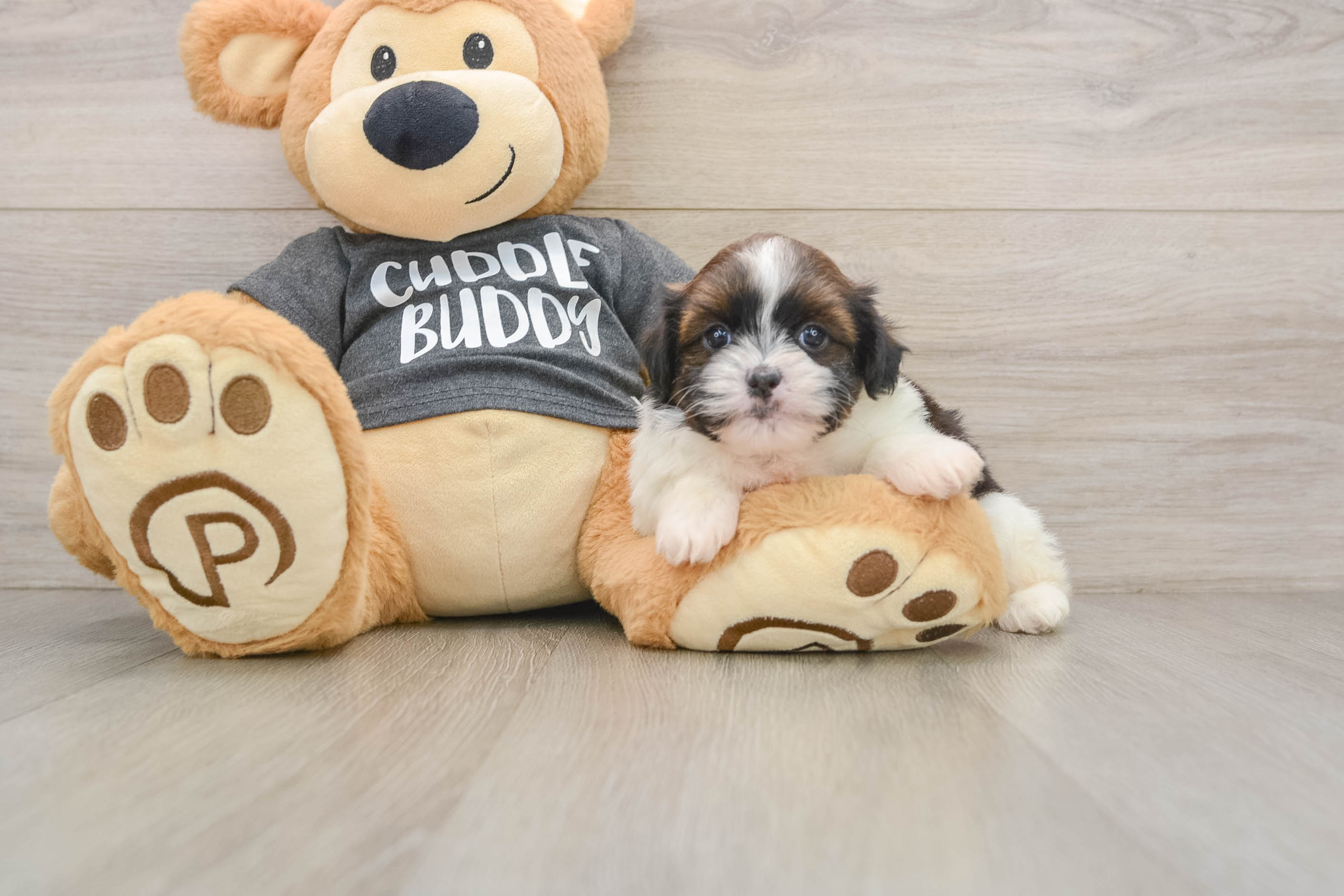 Havashu Pup Being Cute