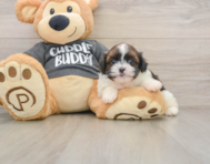 5 week old Havashu Puppy For Sale - Florida Fur Babies
