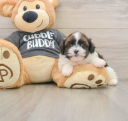 5 week old Havashu Puppy For Sale - Florida Fur Babies