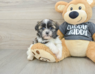 5 week old Havashu Puppy For Sale - Florida Fur Babies
