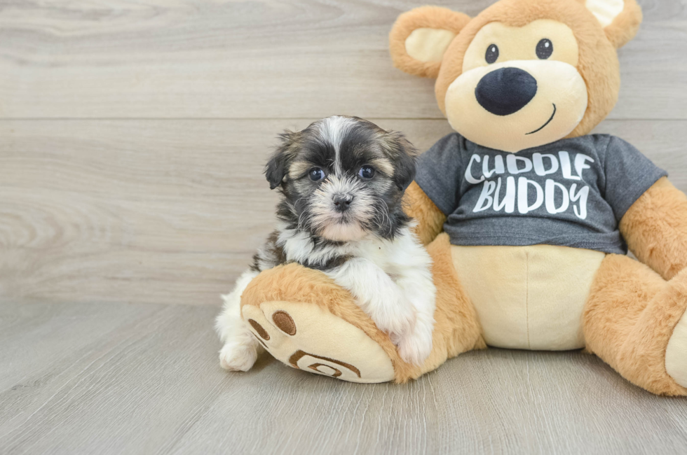6 week old Havashu Puppy For Sale - Florida Fur Babies