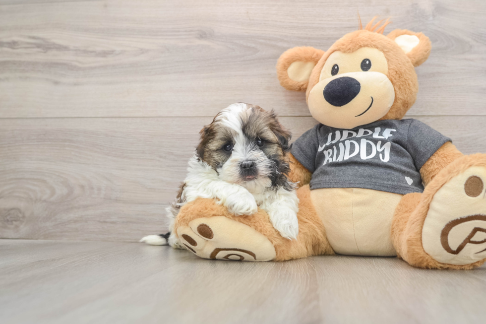 Havashu Puppy for Adoption
