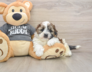 5 week old Havashu Puppy For Sale - Florida Fur Babies