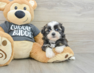 5 week old Havashu Puppy For Sale - Florida Fur Babies
