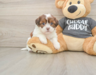 5 week old Havashu Puppy For Sale - Florida Fur Babies