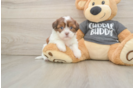 Cute Havashu Baby