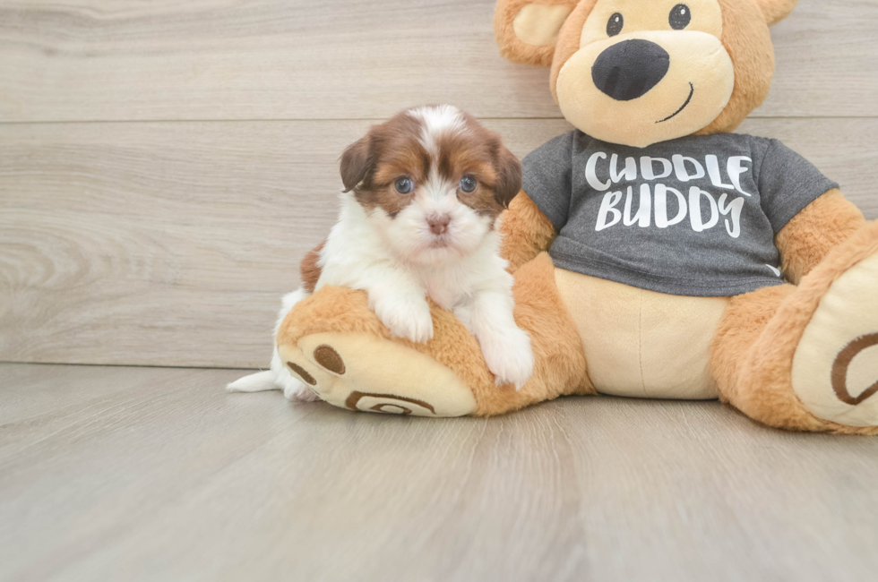 5 week old Havashu Puppy For Sale - Florida Fur Babies