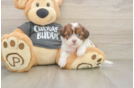 Havashu Puppy for Adoption