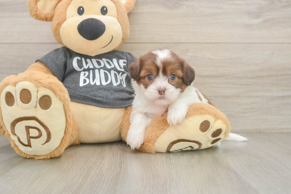 Havashu Puppy for Adoption