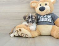 5 week old Havashu Puppy For Sale - Florida Fur Babies