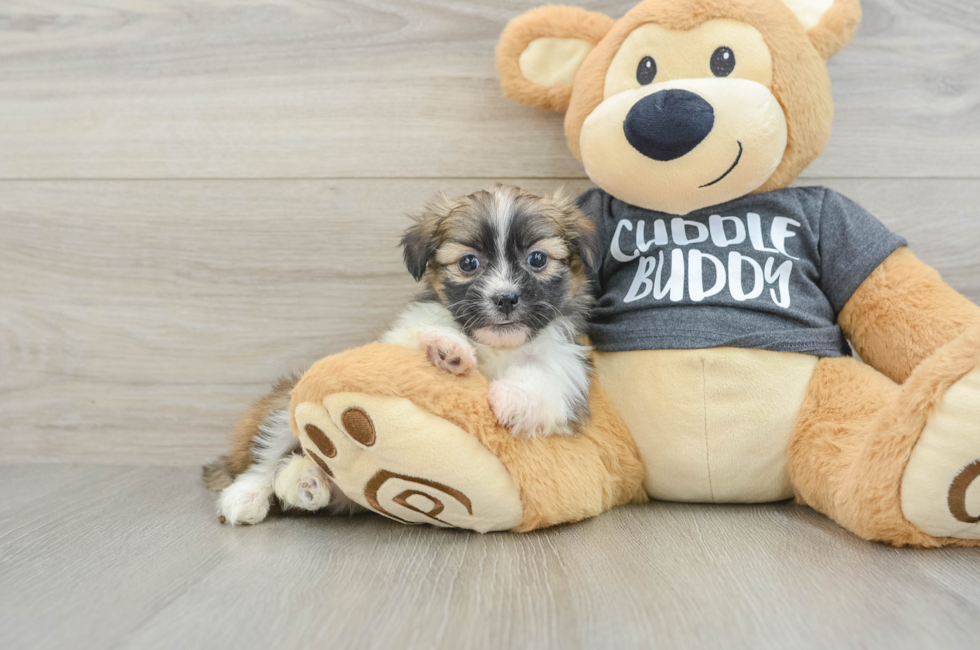 6 week old Havashu Puppy For Sale - Florida Fur Babies