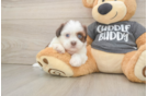 Small Havashu Baby