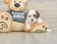 5 week old Havashu Puppy For Sale - Florida Fur Babies