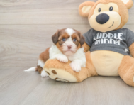 5 week old Havashu Puppy For Sale - Florida Fur Babies
