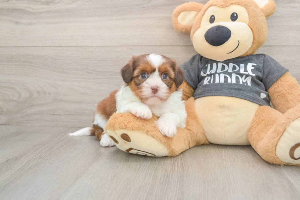 Havashu Puppy for Adoption