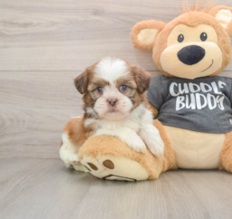 5 week old Havashu Puppy For Sale - Florida Fur Babies